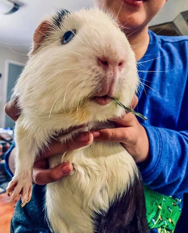 "El es Yiyo nuestro bb guineapig el cerdito más adorable, nos hace el día muy feliz" - Aidee Nojertsac