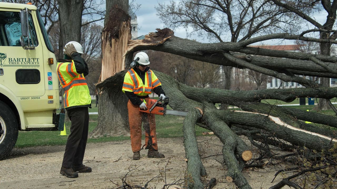 Ante una advertencia previa, retirar los árboles muertos o las ramas que sobresalgan cerca de las estructuras, los materiales de techo sueltos y los objetos en jardines, patios, techos o balcones que puedan volar.