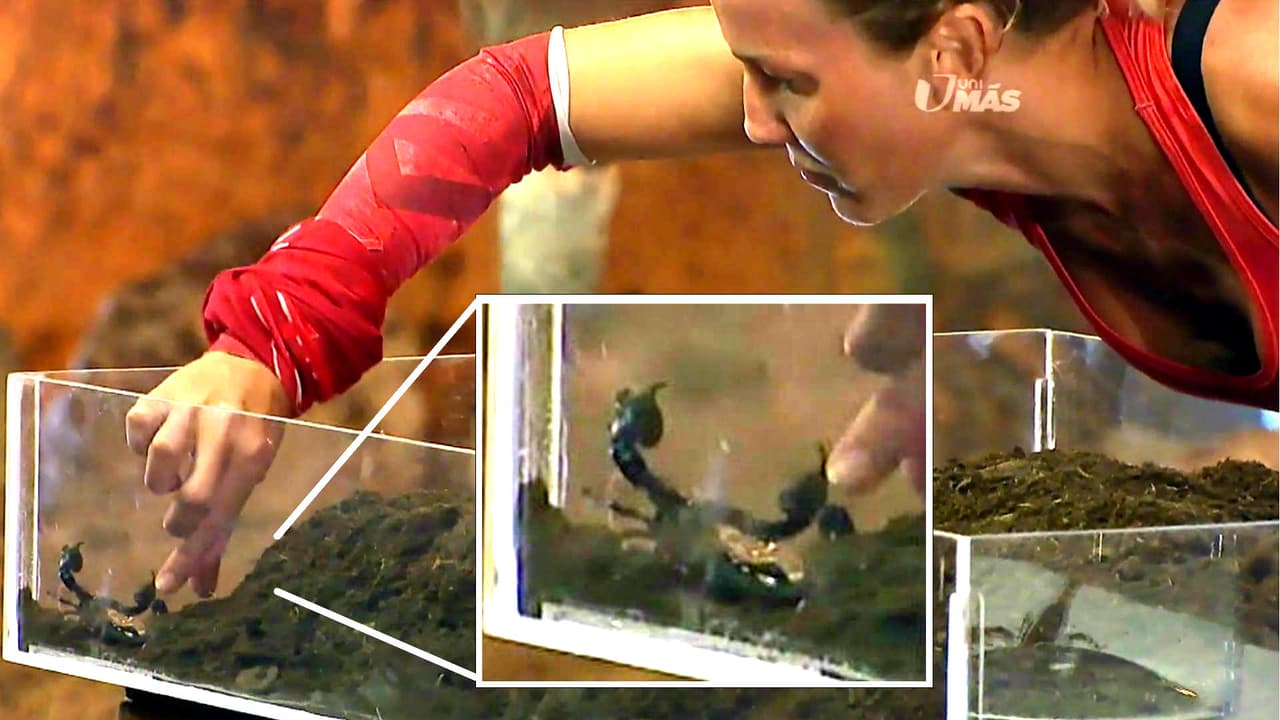 En otra ocasión, tuvieron que agarrar escorpiones y tarántulas para pasarlos a otro recipiente.