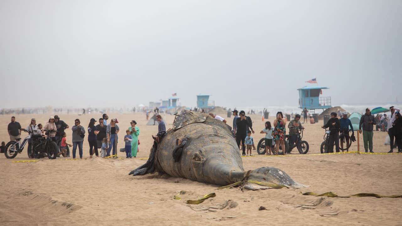 Schulman-Janiger recordó que las ballenas grises son bioindicadores del estado del océano. Su salud puede reflejar cambios ecológicos que podrían afectar también a la pesca y otras especies.
