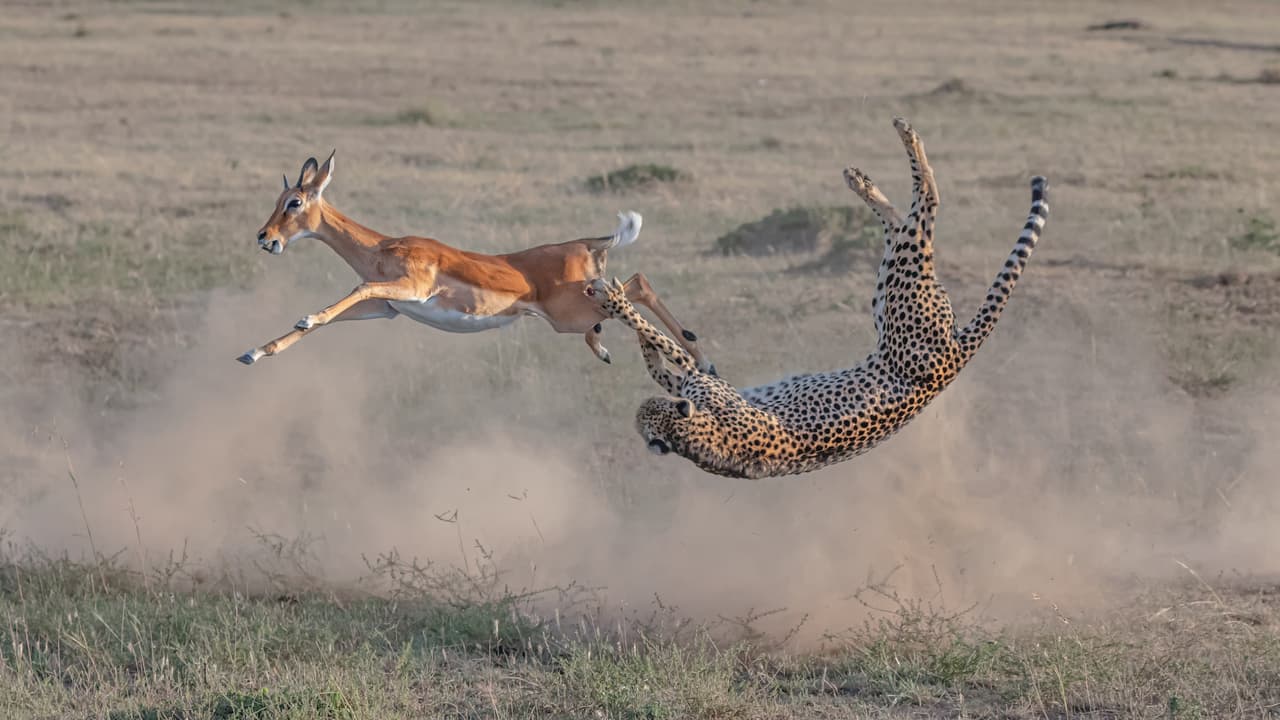 <b>‘Velocidad y estrategia’, ganadora en la categoría ‘fauna terrestre’. </b>Aunque son los animales más rápidos del mundo sobre el suelo, la caza no es tarea fácil para los guepardos. La sabana africana les da a los antílopes, impalas y otras presas tiempo suficiente para detectar a sus depredadores y escapar. Cuando se acercan a 200 pies (unos 60 metros) de su objetivo, los guepardos aceleran a un ritmo vertiginoso y alcanzan las 60 millas por hora (unos 95 km/h) en segundos, lo que no siempre es suficiente para lograr la captura.