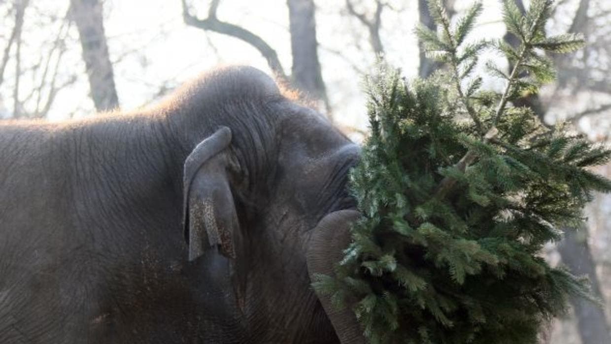 Elephants are supposed to eat 110 pounds of vegetables and 440 pounds of grass each day.