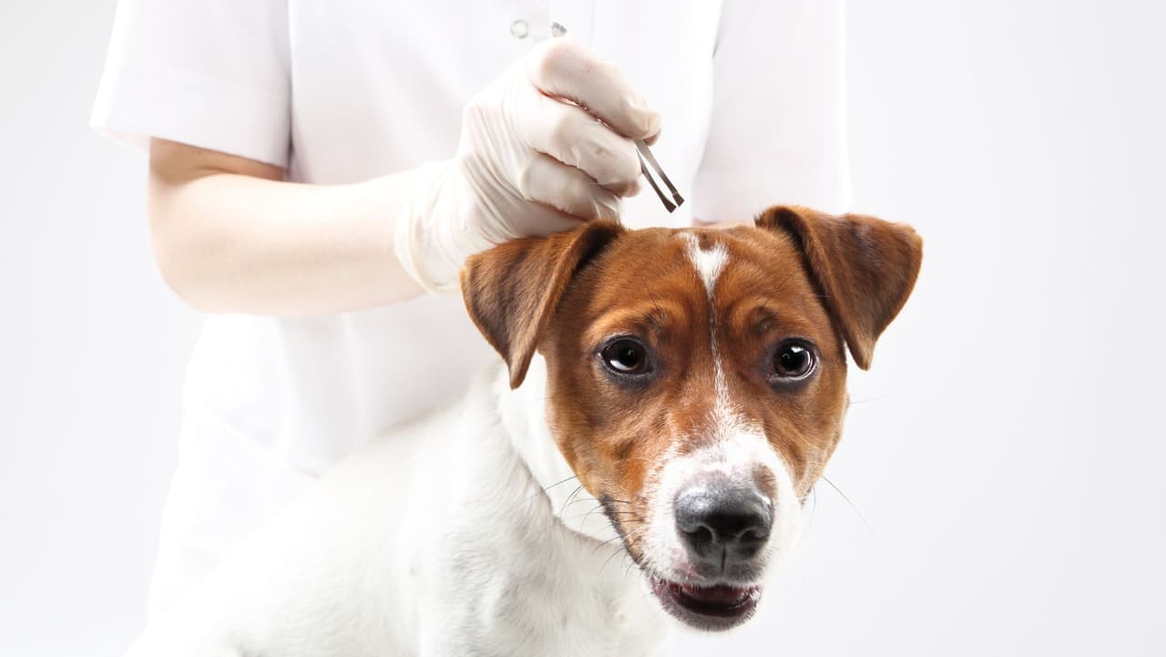 Antes, el consejo más común era tratar a tu perro solo durante los meses de primavera y verano. Ahora los veterinarios recomiendan un tratamiento preventivo durante todo el año, porque 
<b>algunas especies pueden seguir activas a pesar de las bajas temperaturas</b>.
<br>