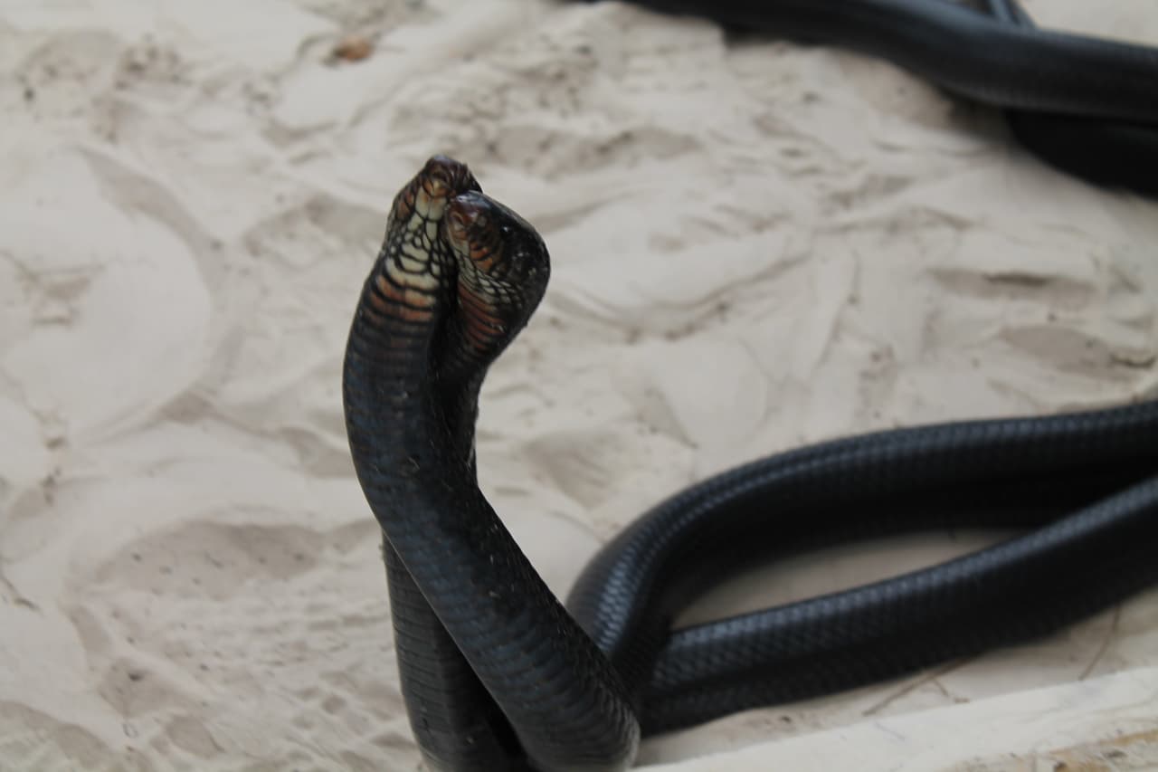 La serpiente índigo es la serpiente más larga de los Estados Unidos y puede alcanzar un tamaño de 8.5 pies y un peso de 11 libras para los machos, y 6.5 pies y 6.5 libras para las hembras. Aquí, dos macho índigo se ven trenzadas en batalla.