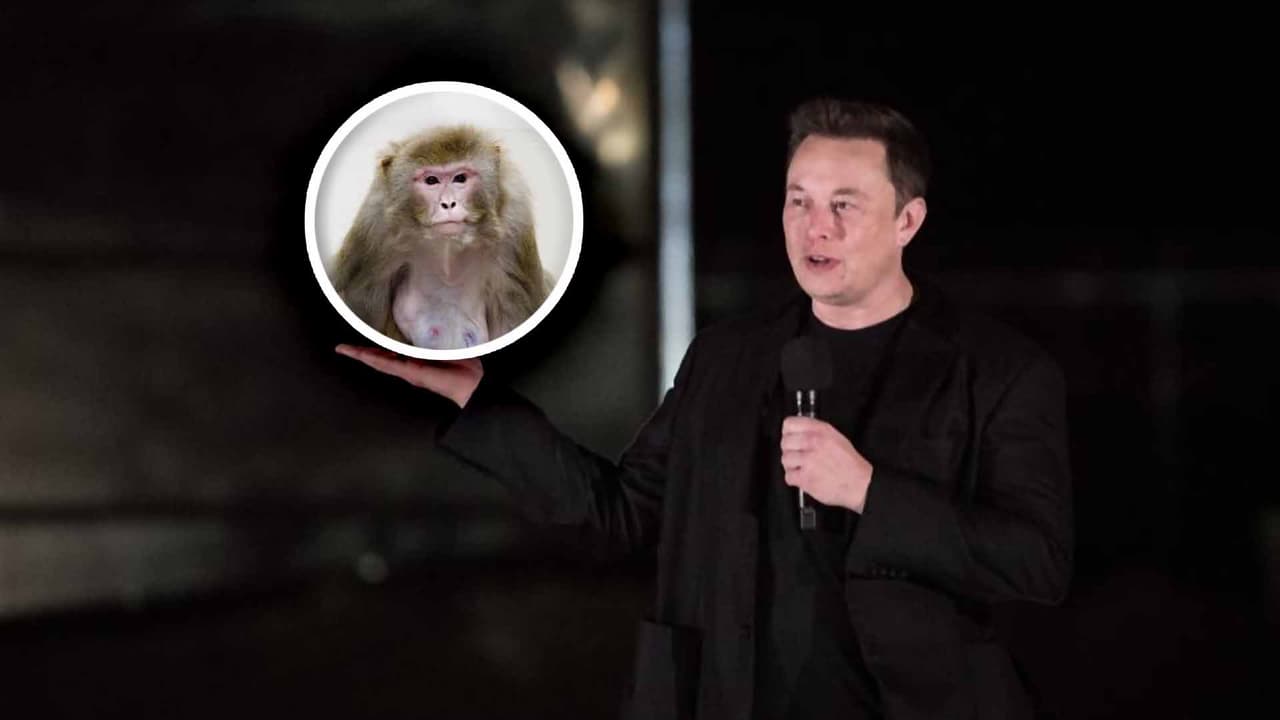 Empresa de Elon Musk logra que mono controle videojuego a través de su mente gracias a un chip cerebral