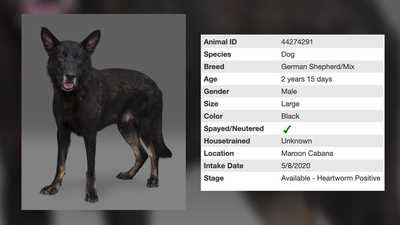 De color negro es Jethro que es una mezcla de pastor alemán y tiene 2 años.