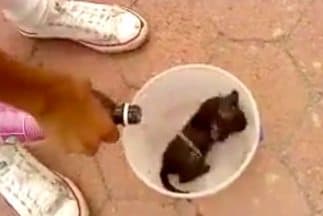 Las autoridades de Facebook permitieron que el video permaneciera publicado ya que no violaba sus normas.