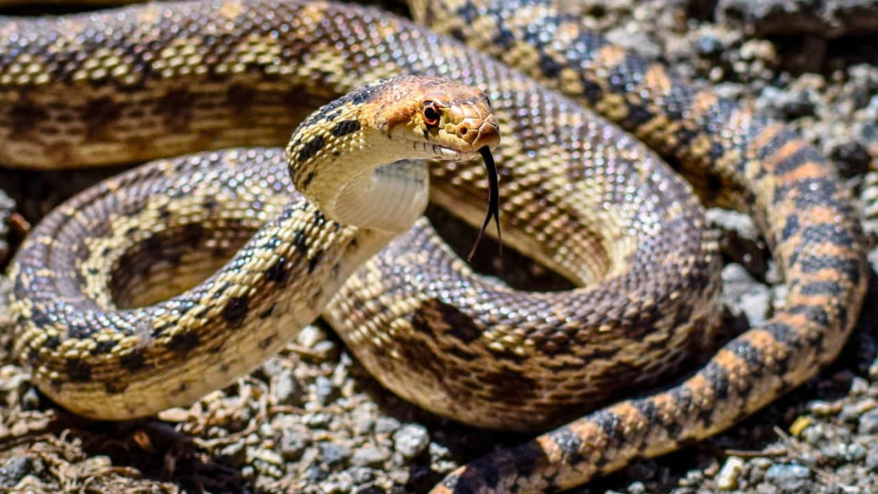 <h3 class="cms-H3-H3">Qué recomiendan las autoridades</h3> Las recomendaciones de TPWD y 
<a href="https://agrilifeextension.tamu.edu/" target="_blank">Texas A&M AgriLife Extension</a> coinciden en un punto: 
<b>la prevención depende del entorno y del comportamiento humano. </b>
<br>🐍 
<b>Mantener</b> el césped corto reduce escondites. 
<br>🐍 
<b>Retirar </b>madera, piedras o basura elimina refugios. 
<br>🐍 
<b>Controlar </b>roedores corta la fuente de alimento. 
<br>También piden atención al moverse:
<b> caminar con cuidado</b> en zonas con vegetación, usar linterna de noche y evitar meter las manos en huecos o espacios donde no hay visibilidad. 
<br>👉🏻 Un mensaje se repite en todas las guías oficiales: 
<b>no intente matar serpientes. </b>
<br>Incluso las venenosas cumplen una función ecológica y, al ser acorraladas, 
<b>aumentan el riesgo de ataque.</b>