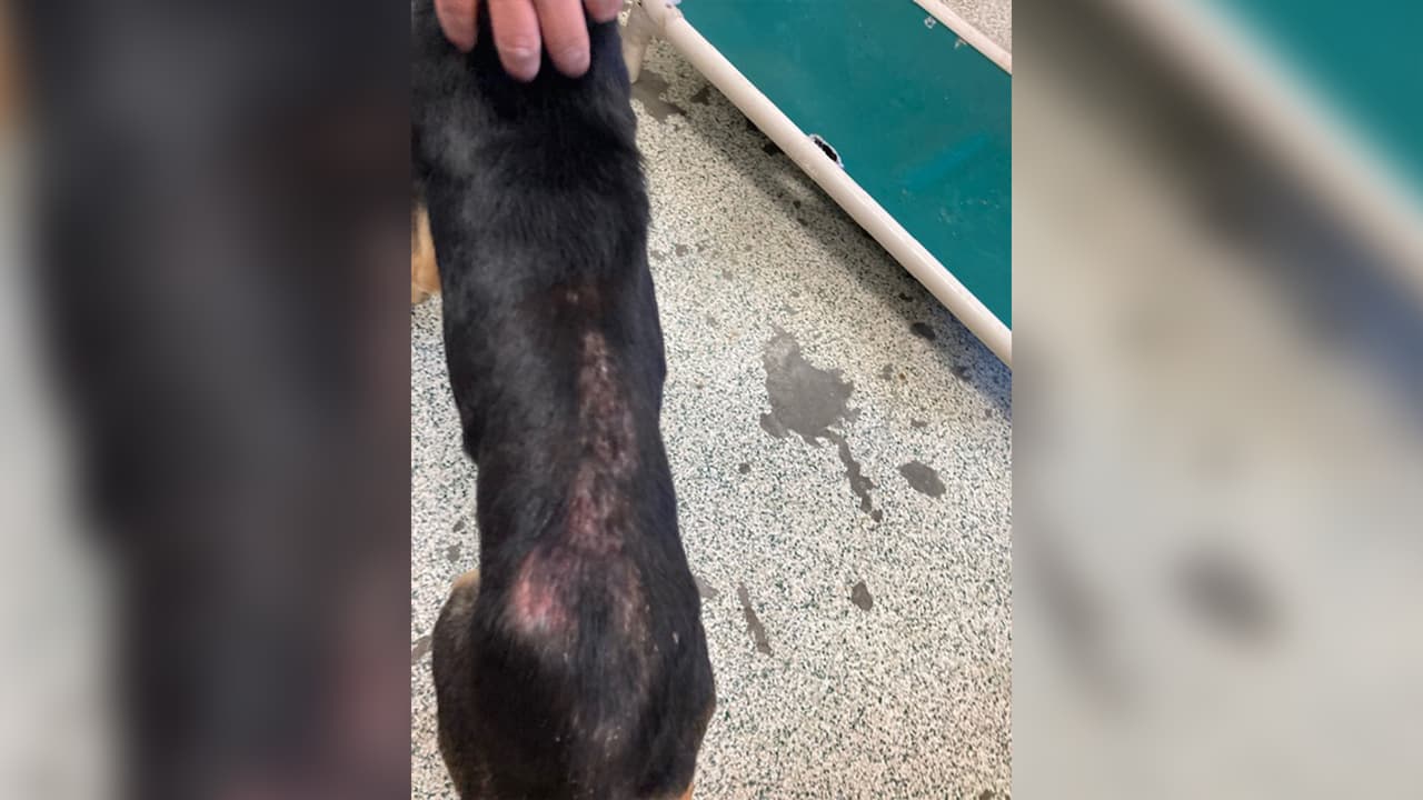 Algunos de los perros tienen problemas en la piel que serán tratados por los veterinarios del refugio.