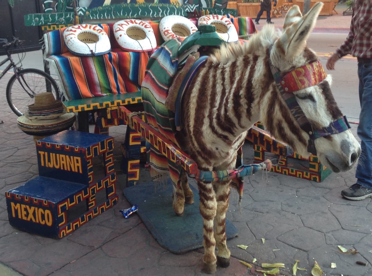 A Bimbo le pintan las rayas cada dos meses.