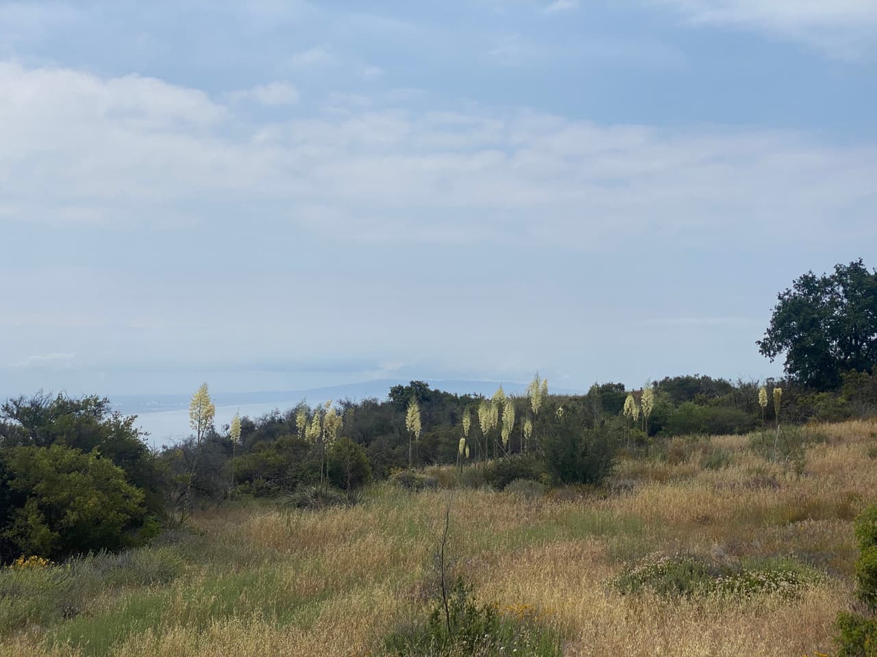 Una de las joyas naturales del paseo al borde de la costa son las plantas Hesperoyucca whipplei, mejor conocidas como chaparral yucca.