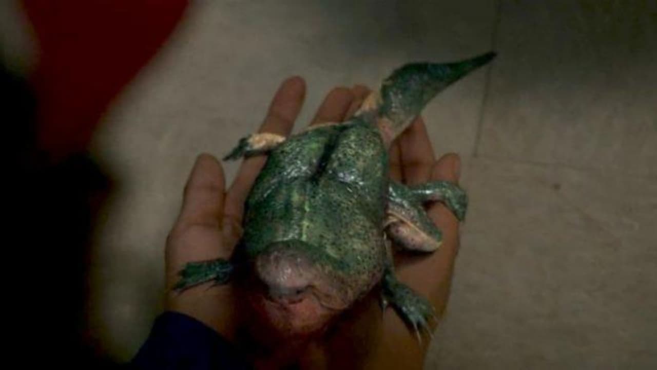 <b>Demodog</b>
<br>Estas criaturas son demogorgons en su infancia. Parecido a los huevos en las películas de ‘Alien’, estas criaturas se crean cuando a una presa se le introduce su semilla con una especie de tentáculo por la garganta. Will al final de la primera temporada vomita una pequeña larva que a la postre encuentra Dustin en su basura y adopta como si fuera una mascota que llama Dart, hasta que crece de un pequeño renacuajo a una especie de perro demoniaco.