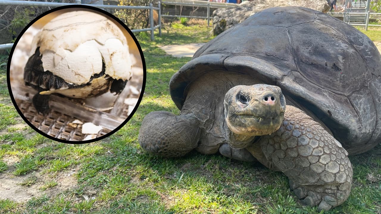 La residente más antigua del 
<b><a href="https://www.univision.com/local/philadelphia-wuvp/dinosaurios-insectos-gigantes-cobran-vida-philadelphia-zoo-fotos" target="_blank">Zoológico de Filadelfia</a></b> se convirtió en 
<b>madre por primera vez, a sus casi 100 años. </b>Mommy y Abrazzo, dos 
<b>tortugas Galápagos</b> hicieron historia, pues por primera vez el zoológico logró una eclosión exitosa. Ahora cuatro crías, de esta especie en peligro crítico de extinción, son los nuevos habitantes del lugar.