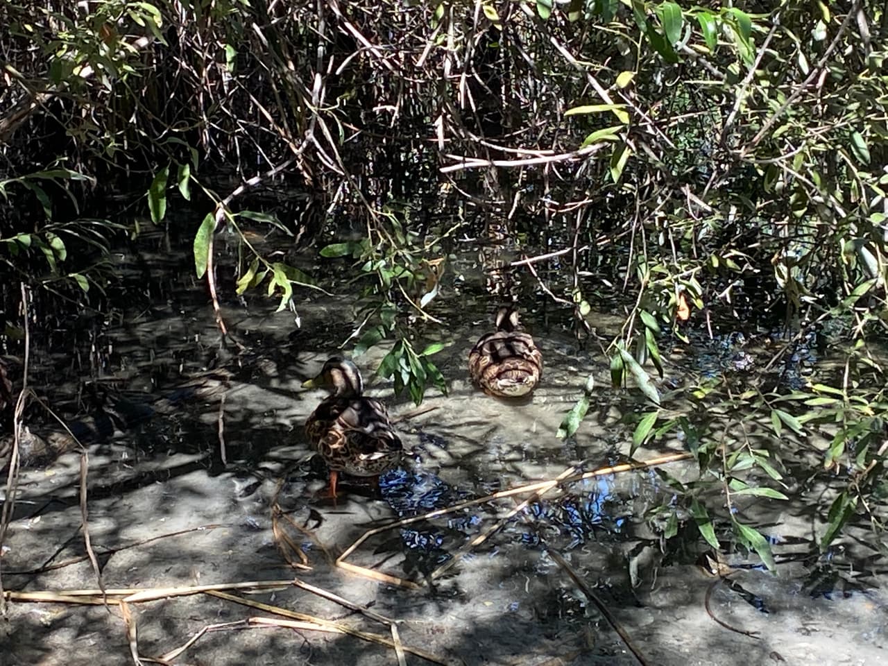 La diversidad de la vegetación es otro de los atractivos del paseo en la cima del cañón, 
<b>entre Beverly Hills y el Valle de San Fernando</b>.
