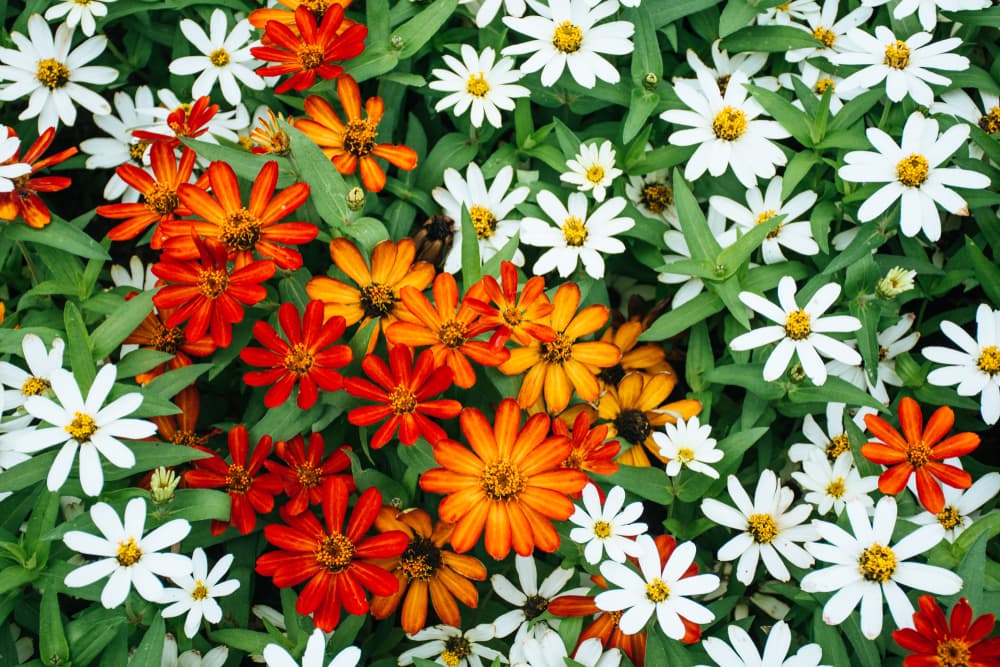 Como florecen constantemente, sobre todo en primavera y verano, se les asocia con nuevos comienzos, con etapas nuevas. Simbolizan el inicio de algo, vinculado a una alegría, pureza e inocencia. Algo eterno, rodeado de buena vibra y energía 100% positiva.