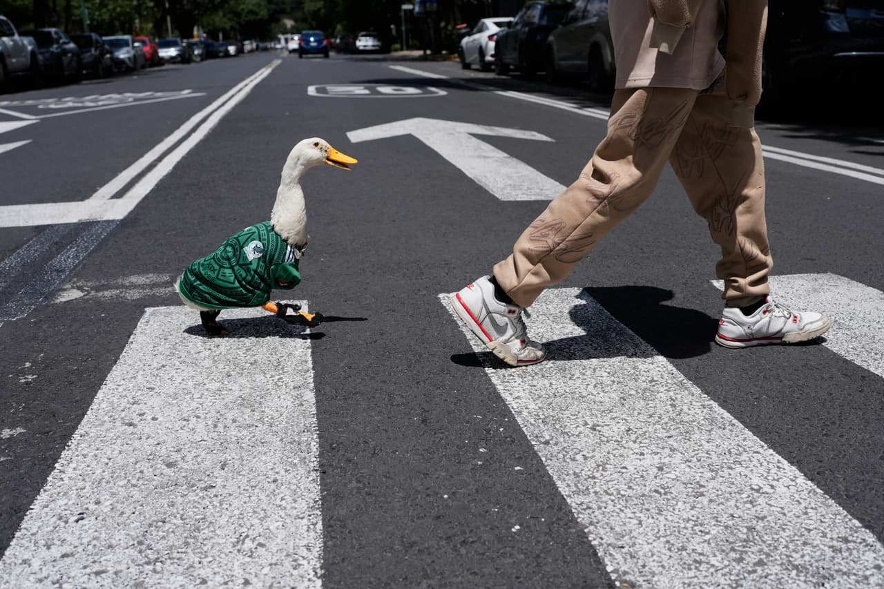 Un pato llamado Merlín, vestido con una camiseta de la selección de futbol de México, sigue a su cuidador, Christian Gómez, mientras cruzan una calle en la Ciudad de México, el 15 de junio de 2026.