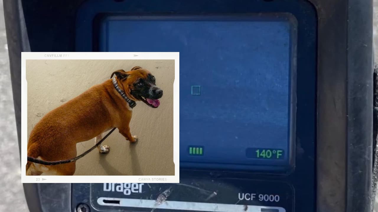 ¡Protege a tus mascotas de quemaduras! El asfalto en Fresno alcanzó los 140° Farenheit