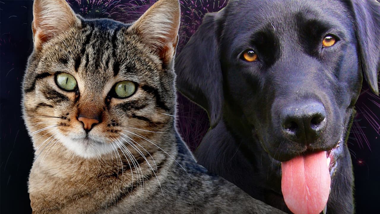Si bien son 
<b>uno de los espectáculos más esperados</b> del año, las 
<b>detonaciones</b> pueden 
<b>alterar y hasta poner en riesgo la salud de las mascotas</b>, principalmente 
<b>perros y gatos</b>. 
<br>De acuerdo con especialistas, los fuegos artificiales pueden llevar a tu mascota a un 
<b>ataque de pánico</b> que, en caso de ser extremo, 
<b>puede incluso costarle la vida</b>.