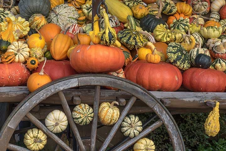 <b><a href="http://colonialgardenspa.com/halloween/" target="_blank">Colonial Gardens:</a></b> no solo ofrece a las familias un grupo de calabazas para elegir, sino que también tiene paseos en carruajes, un laberinto de tallos de maíz, una casa de diversión de Halloween y paseos en carruajes embrujados. Pumpkinland, la colorida exhibición de personajes de dibujos animados, espantapájaros y más de diez toneladas de calabazas de la granja, abre a fines de septiembre y continúa hasta Halloween