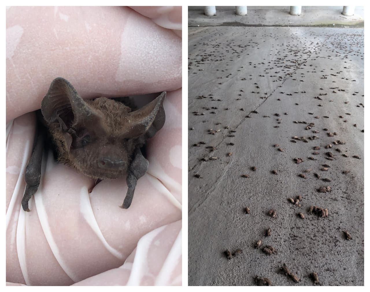 Piden a texanos documentar muertes de animales tras tormenta invernal