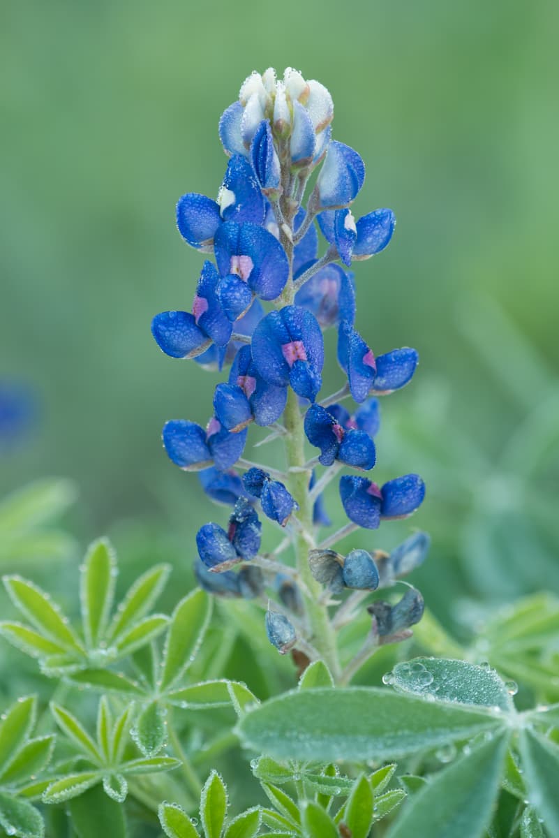 La temporada de bluebonnet en el centro de Texas suele alcanzar su punto máximo entre principios y mediados de abril. En cuanto a la amada flor del estado, los bluebonnets de Texas resistieron bien el invierno y las plántulas se ven saludables.