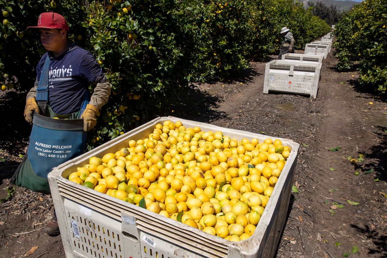 Más de una tercera parte de los vegetales que se consumen en Estados Unidos y dos terceras partes de sus frutas y nueces se cultivan en California. De acuerdo al Departamento de Agricultura, las granjas y ranchos del estado generaron ingresos por más de 50,000 millones de dólares durante 2018.