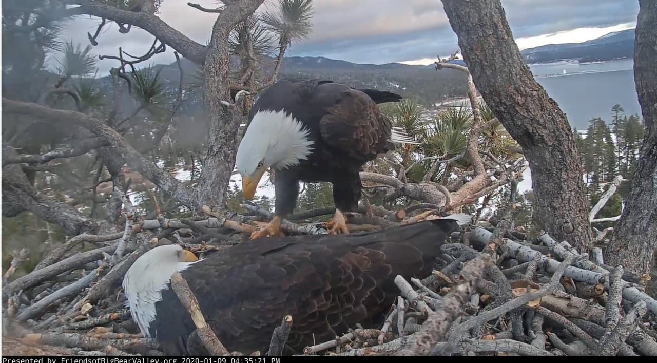El propósito de la misma es aprender sobre la vida salvaje y proteger a la especie que habita en el Bosque Nacional de San Bernardino en el sur de California.