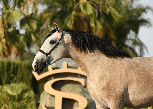 Su yegua purasangre ha sido campeona en torneos internacionales.