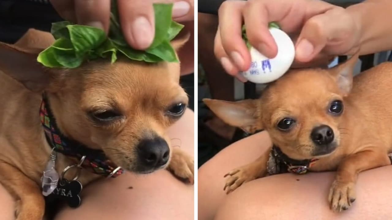 Así fue el ritual de limpia que le hicieron a Kyra