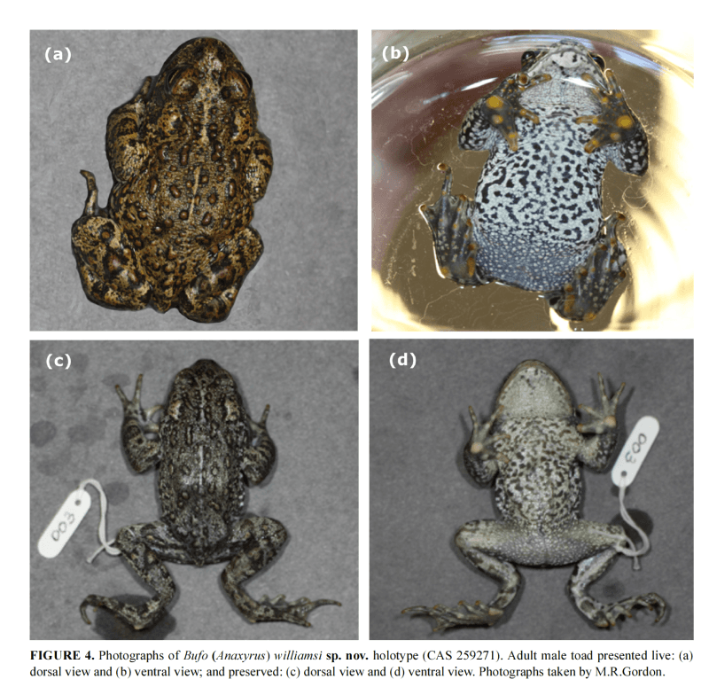 Decubrieron tres nuevas especies de sapos en EEUU y al menos una podrían estar en peligro de extinción