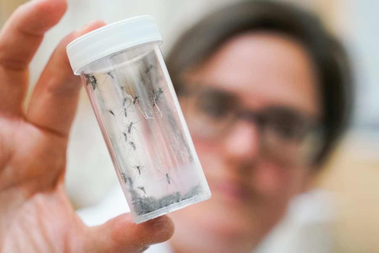 Nueva York reporta un número récord de mosquitos portadores del Virus del Nilo