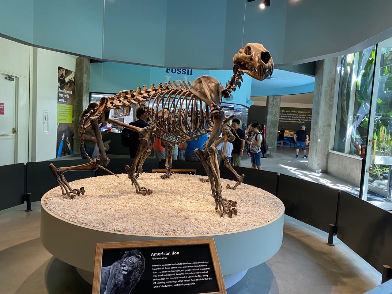 Además de conocer la evolución de las especies, también conocerás la evolución del territorio alguna vez habitado por indígenas, antes de la colonización española en las Américas.