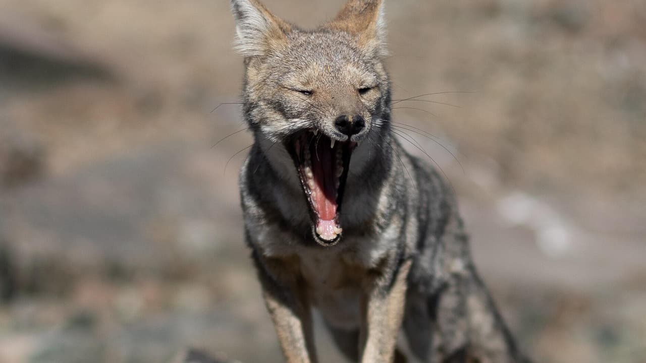Pero recuerde que los coyotes están protegidos y no pueden ser atrapados a no ser que estén heridos o sean particularmente agresivos. Además, el LAAS “no proporciona trampas ni emite permisos de captura para que el público use sus propias trampas, alquiladas o prestadas, para eliminar la molestia de la vida silvestre. Se prohíbe la captura o reubicación de vida silvestre por parte del público”.