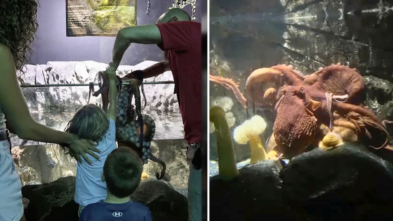 <h3 class="cms-H3-H3">Entre el asombro y el riesgo</h3>
<br>
<br>La historia de Leo nos deja con una imagen tan tierna como inquietante: 
<b>un niño con el brazo lleno de marcas moradas, causadas por un pulpo juguetón, pero fuerte e impredecible.</b>