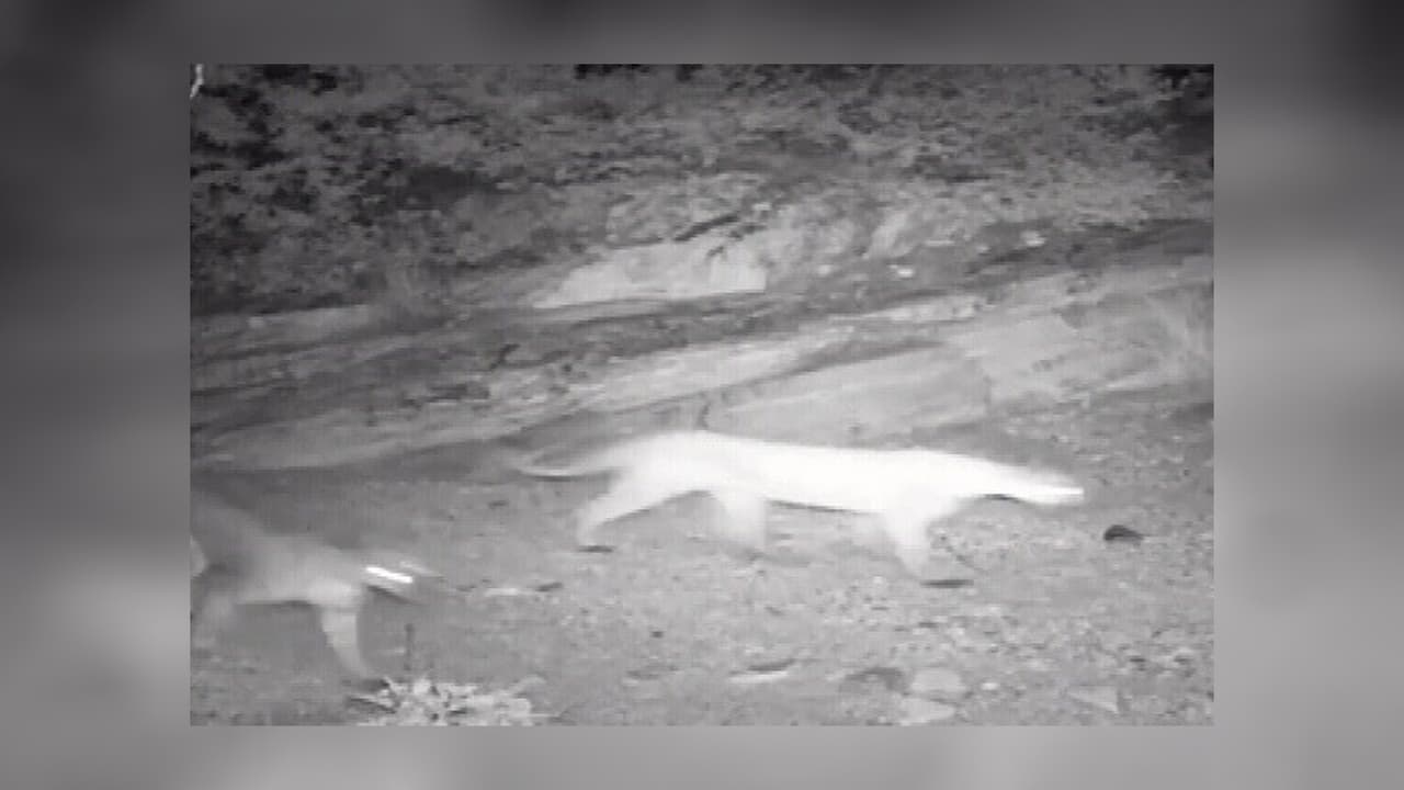 Captan una leona de montaña con sus crías en un área recreacional en Arizona