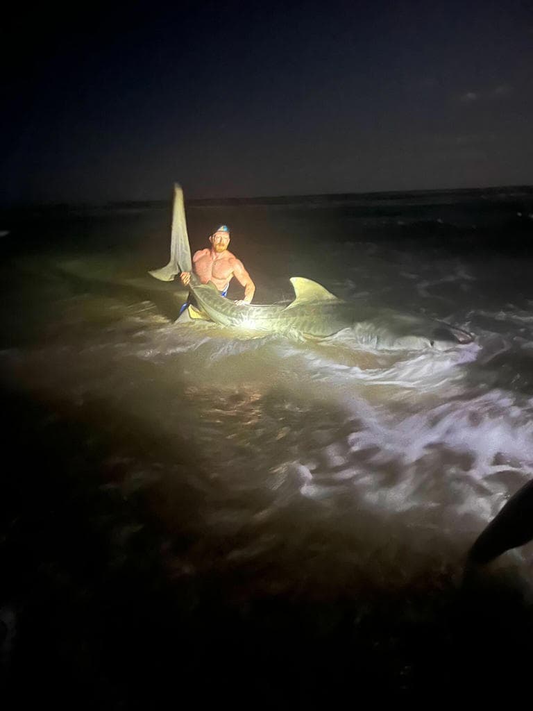 Según Haltermann, el tiburón era una hembra y pesaba aproximadamente 1,000 libras. Y es el más grande que ha atrapado hasta el día de hoy, pues solo conocía tiburones hasta de 10 pies de largo.