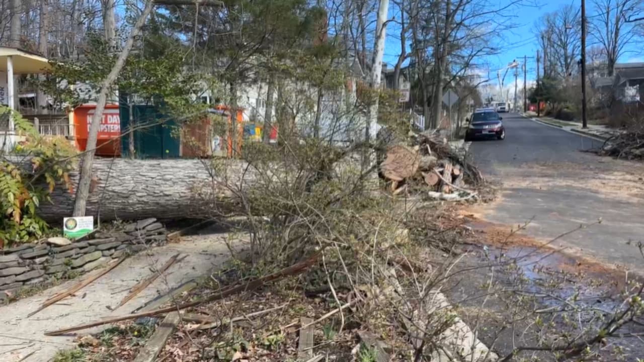 Árboles caídos y cortes de energía en el DMV tras paso de tormenta