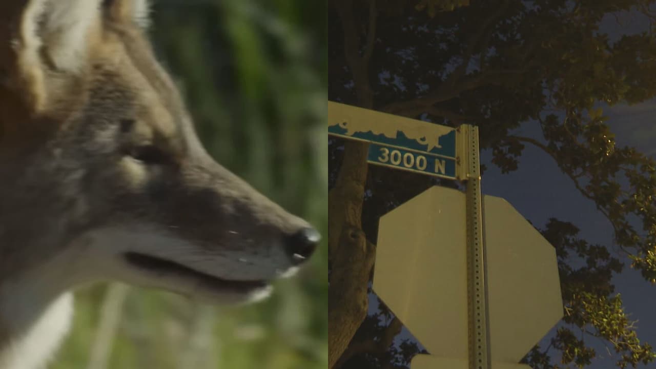 ADN confirma que coyote mordió a niño de 16 meses en Atwater Village
