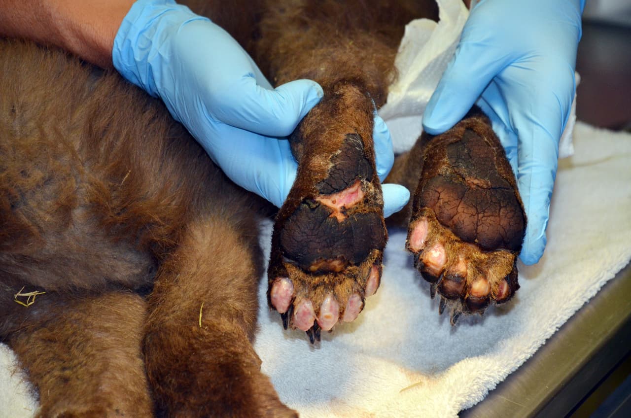 In this photo provided by Colorado Parks and Wildlife, a Parks and Wildlife official holds the burned paws of a female bear cub in Del Norte, Colo., June 27, 2018. The cub was rescued on June 22, 2018, from a wildfire north of Durango, Colo., is being treated at a Colorado Parks and Wildlife facility in Del Norte and is expected to recover and be returned to the wild. (Joe Lewandowski/ Colorado Parks and Wildlife via AP)