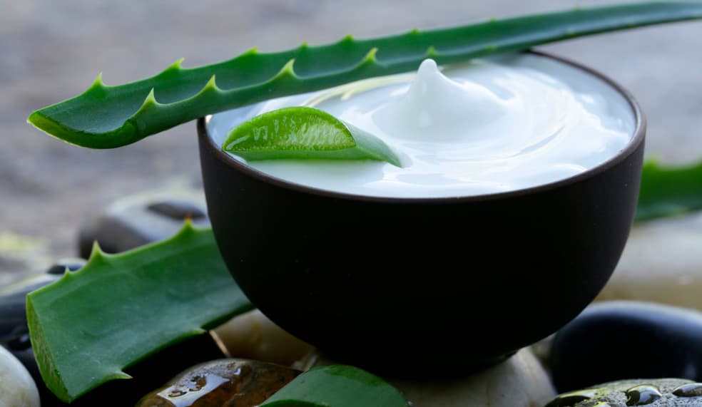 Trata cicatrices. El gel de esta planta promueve la regeneración de la piel y estimula que se desarrollen células, por lo que ayuda a reducir la apariencia de las cicatrices en la piel. Combate las cicatrices de todo tipo, las causadas por quemaduras, granos, espinillas o por otra situación.