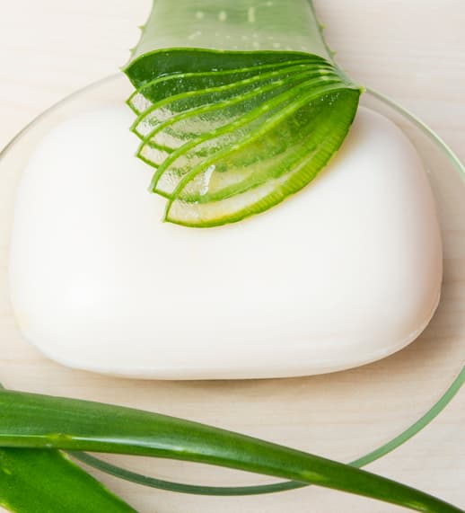 Limpieza de la piel. Sus propiedades antioxidantes eliminan el exceso de grasa y la acumulación de bacterias en la piel por lo que evita los brotes. El aloectin B que contiene fortalece el sistema inmunológico y ayuda a evitar la infección, además acelera el proceso de curación. Al usarlo en tu rutina de limpieza facial combates las bacterias que causan la infección.