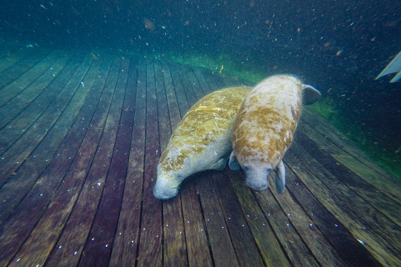 Los manatíes son algunas de las especies de Florida que también se han visto afectadas por la marea roja.