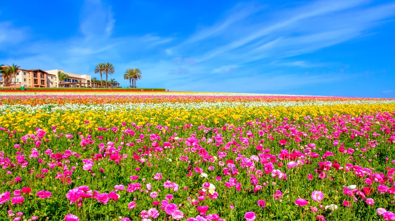 Comenzamos nuestra lista con paseos florales en el sur de California. En estas largas extensiones de terreno, el colorido de las flores silvestres y de temporada te robarán suspiros.