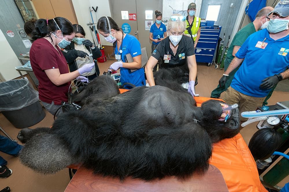 Esta semana el gorila fue inmovilizado para hacerle los exámenes y determinar cómo está su salud.