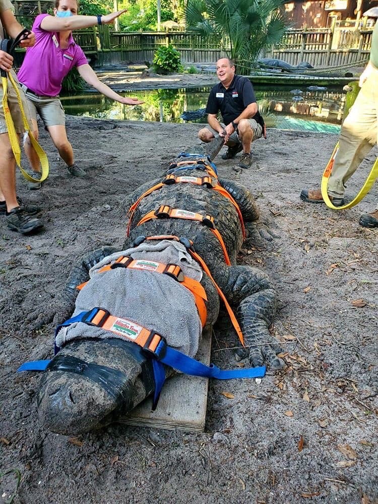 El reptil pudo ser llevado all hospital de la universidad desde una granja en San Agustine, por Jim, un rescatista de cocodrilos. 
<br>