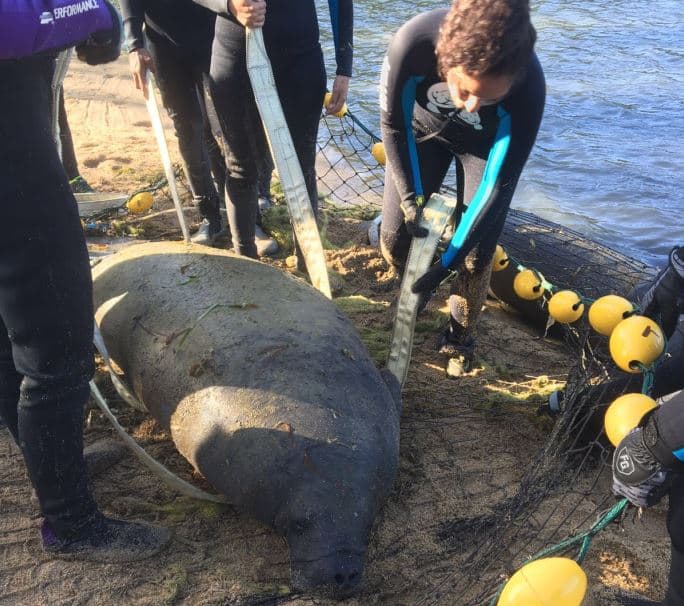 Reubican manatíes tras incendio de ferry en la bahía de San Juan 