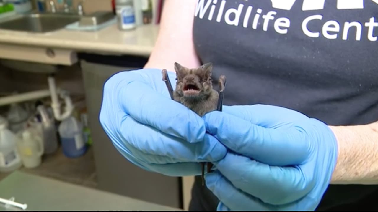 La mayoría fueron rescatados de puentes en Waugh, Pearland y Houston. Cayeron al suelo tras congelarse.