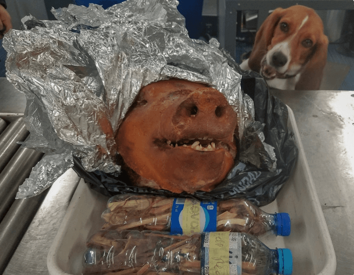 Imagen de la cabeza del puerco y del perro que alertó de su presencia en las maletas.