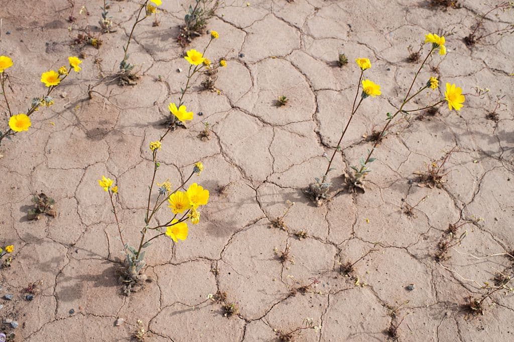 Yellow wildflowers line the highway through Death Valley National Park, in Death Valley, California, March 4, 2016. Unusally heavy rainfall in October trigged a "super bloom," carpeting Death Valley National Park, the hottest and driest place in North America, in gold, purple, white and pink. The bloom is the parks largest in a decade. / AFP / ROBYN BECK (Photo credit should read ROBYN BECK/AFP/Getty Images)