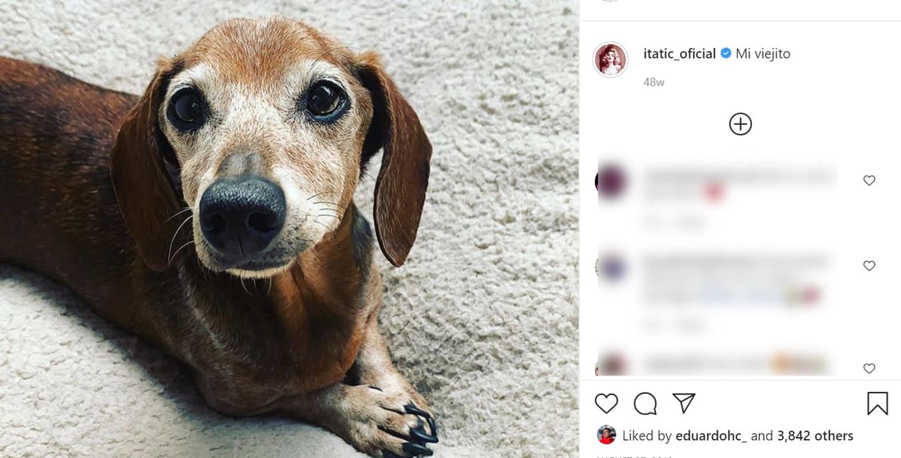 Era tanto el cariño que ella le tenía a Pluto que lo llamaba 
<b><a href="https://www.instagram.com/p/B1rsZ5XAMTn/" target="_blank">"mi viejito"</a></b>, por lo que se sugiere que pudo haber fallecido a una edad muy avanzada. 
<br>